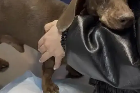 Найденные животные Ярославль, фото: Найдена собака, Чкалова 62, Ярославль