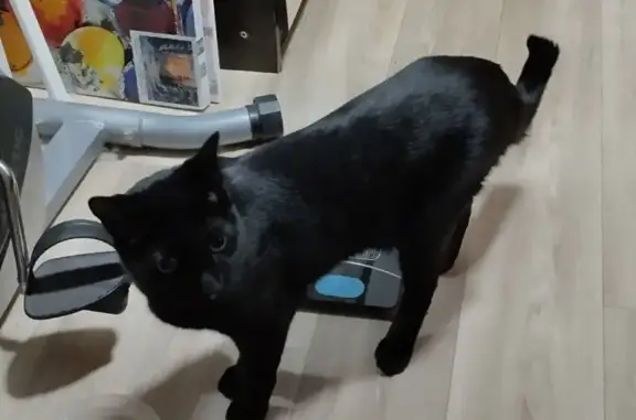 Найден черный кот, ул. Белинск...