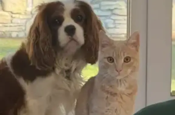 Пропала кошка, Ярлуковский сельсовет