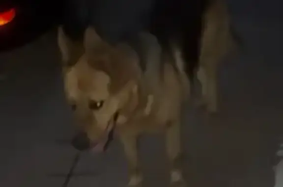 Собаки потеряшки, Ростов-на-Дону, фото: Потеряшка овчарка, пл. Карла Маркса, Ростов