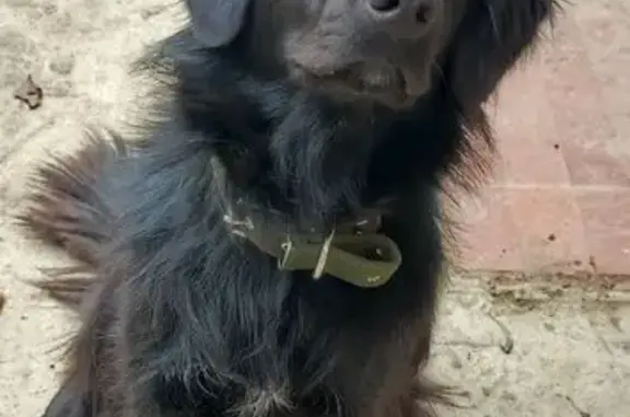 Пропала собака, Кооперативная ул., Батайск