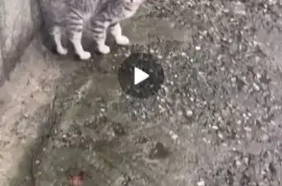 Найдена кошка, Тамбов, фото: Кошка найдена: Бастионная ул., 29, Тамбов