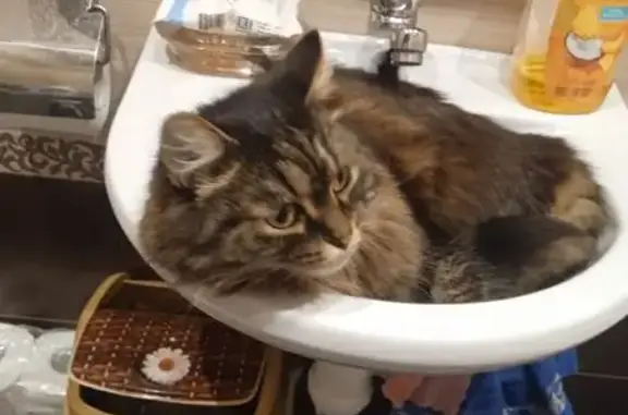 Пропала кошка, ул. Покрышкина, Новосибирск