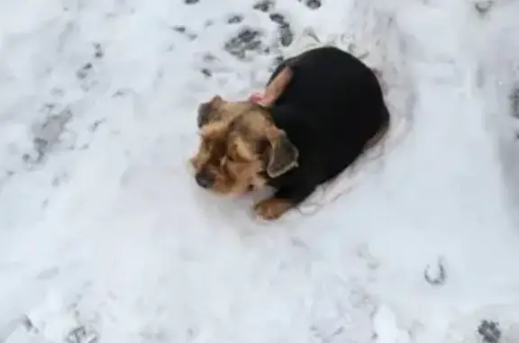 Пропала собака Боня, ул. Советская 29