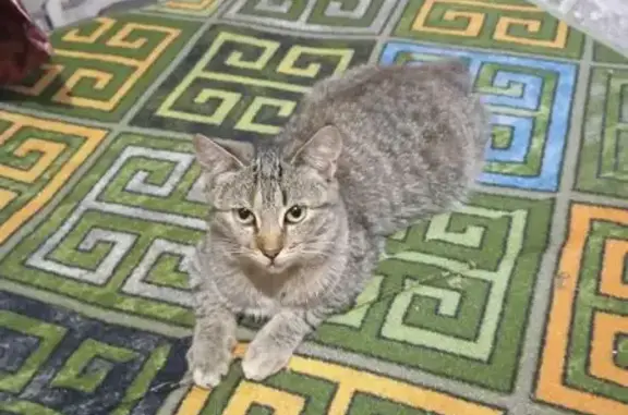 Пропала кошка на ул. Льва Толстого, Очёр