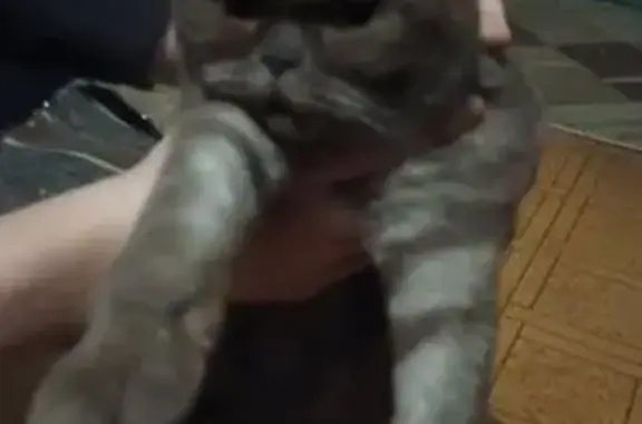 Кошка найдена, ул. Ленина 50,...