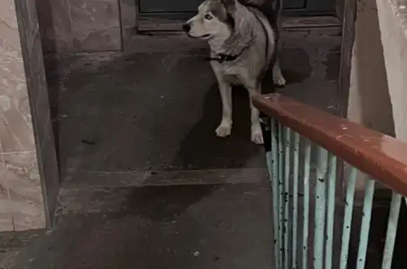 Найдена собака, Ставрополь, фото: Найдена хаски на Пирогова 40/1, Ставрополь