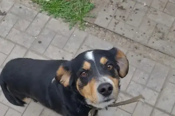 Пропала собака, ул. Орджоникидзе, Оренбург