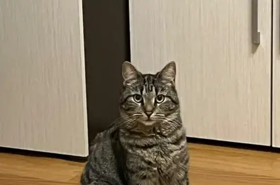 Пропала кошка Милка, Набережная ул., Никольский