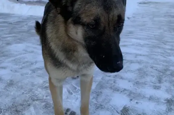 Найдена собака, Оренбург, фото: Найдена собака на Волгоградской 34, Оренбург