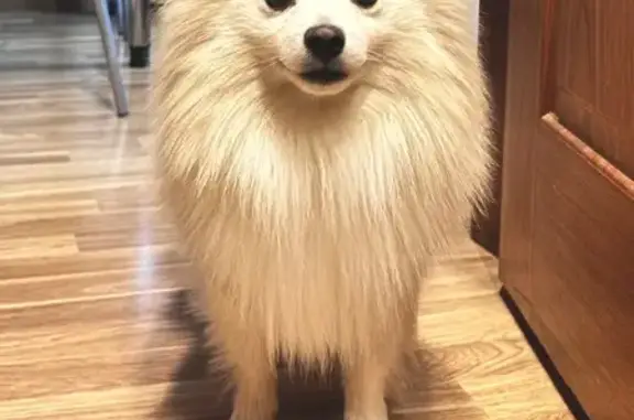 Найдена собака, Кимры, фото: Собака найдена, Орджоникидзе 45, Кимры