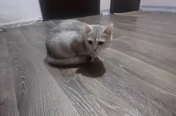 Кошка найдена: Восточная ул.,...