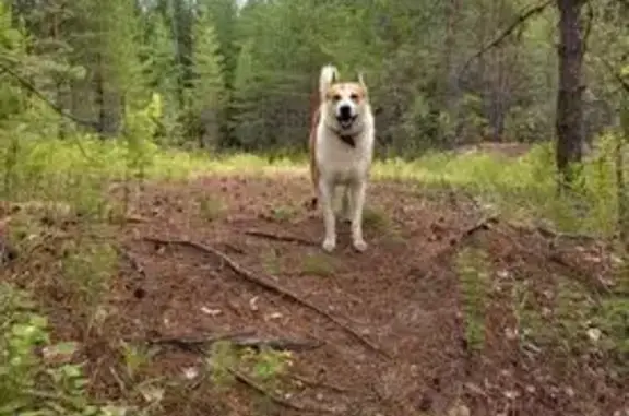 Пропала собака, Визинга, Коми