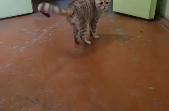 Кот найден на Яблочкова 42А, А...