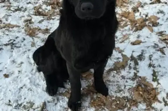 Найдена собака, Владивосток, фото: Найдена собака на Шаморовской трассе
