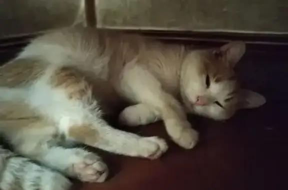 Кошка найдена: Кировский пр.,...