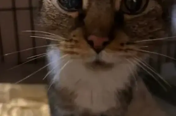 Найдена кошка, ул. Бахарева, 3...