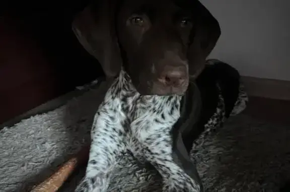 Найдена собака, Ставрополь, фото: Собака найдена: Савченко 38 к1, Ставрополь