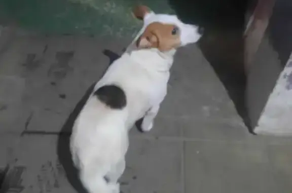 Найдена собака, Пенза, фото: Собака найдена: 2-я Светлая ул., Пенза