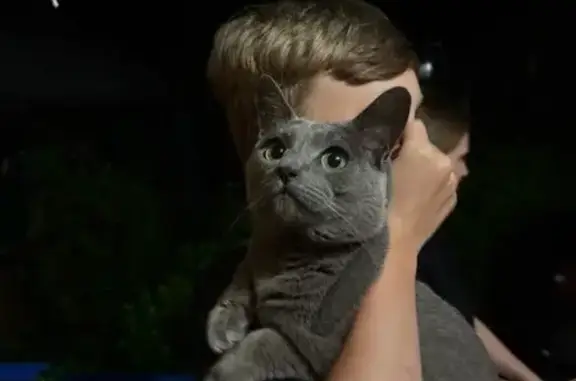 Кошки потеряшки, Пешково, фото: Потеряшка кошка, СНТ «Изумруд», Пешково