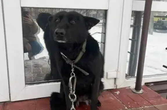 Найденные животные Новокузнецк, фото: Собака найдена на Дружбы 45, Новокузнецк