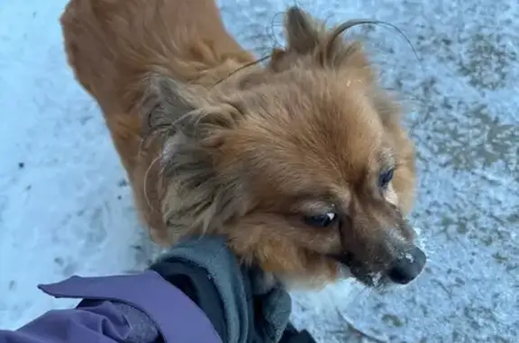 Найденные животные Йошкар-Ола, фото: Собака найдена: Петрова, 13, Йошкар-Ола