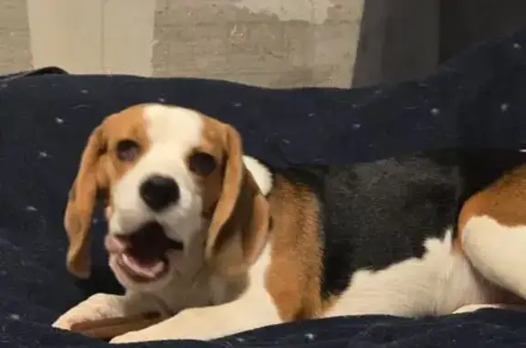 Собаки потеряшки, Новозавидовский, фото: Потеряшка собака, Заречная 52, Новозавидовский