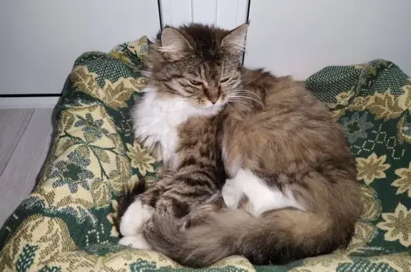 Найдена кошка, Зеленоградский, фото: Найдена кошка, ул. Новаторов, Калининград