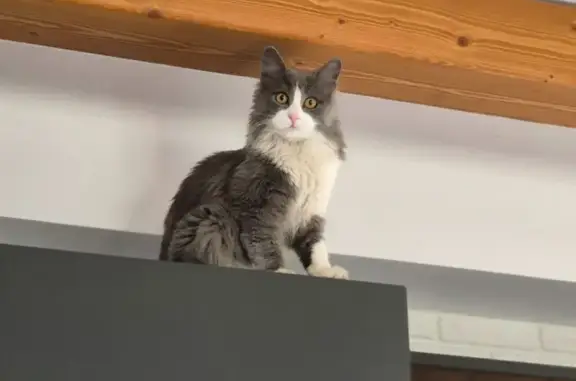 Пропала кошка в Бабяково, Воронежская обл.