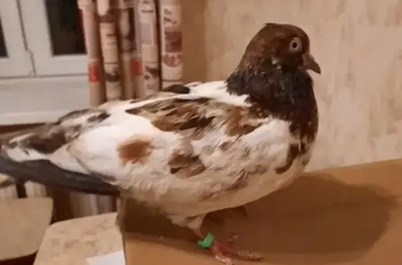 Голубь найден на Народной, 45,...