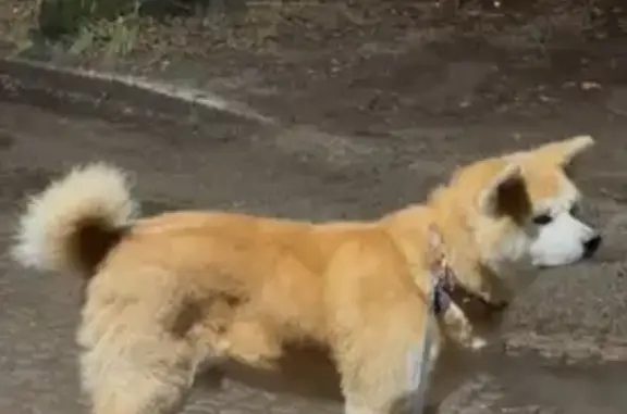 Пропала собака, ул. Колхозная 2Г, Калининград