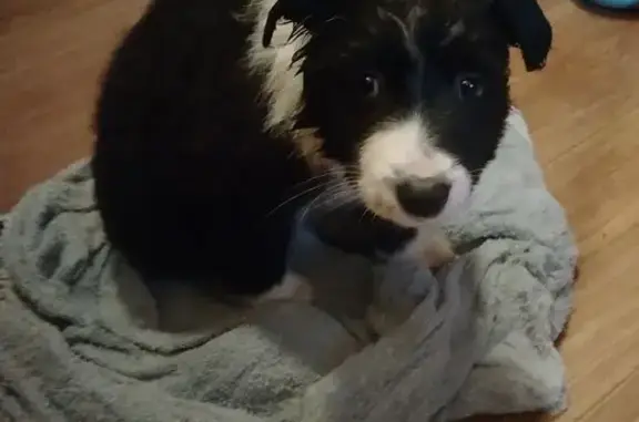 Найдена собака, Челябинск, фото: Щенок найден, улица Мамина, 27, Челябинск