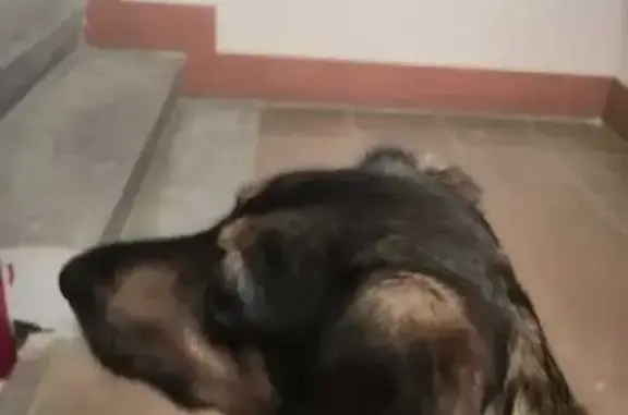 Найденные животные Петрозаводск, фото: Собака найдена на Промышленной, 10, Петрозаводск