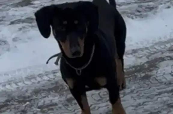 Найдена собака, Пенза, фото: Собака найдена на ул. Кураева, Пенза