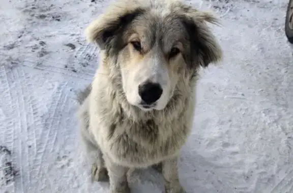 Найдена собака, Новолисиха, фото: Алабай найден на 13 км Байкальского тракта
