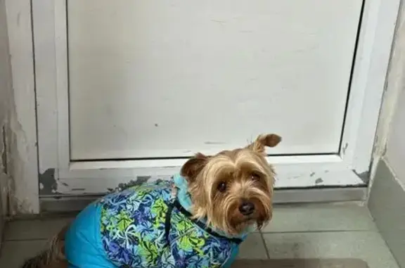 Найдена собака, Тюмень, фото: Собака найдена в сквере Дорожников, Тюмень