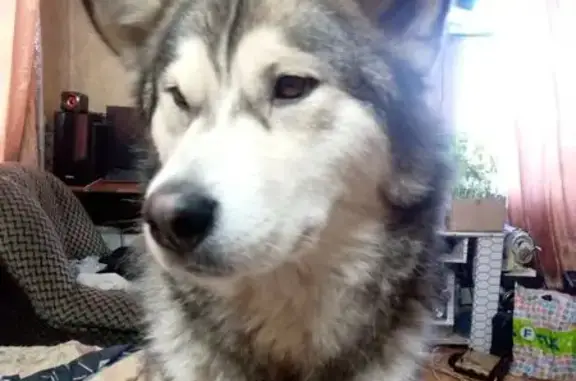 Пропала собака, Весенняя ул. 8, Мариинск