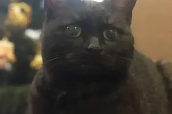 Найденные животные Саловский сельсовет, фото: Кошка найдена, Пензенская обл.