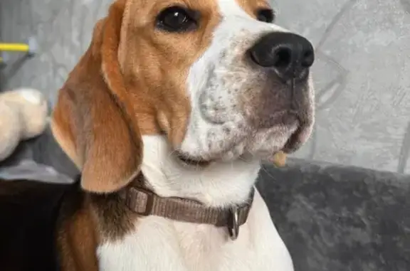 Пропала собака, ул. Урванка, Новомосковск