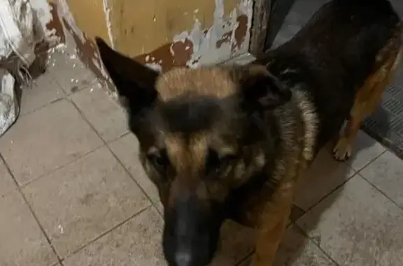 Найдена собака, Ерино, фото: Овчарка найдена, Высокая ул. 2, Ерино