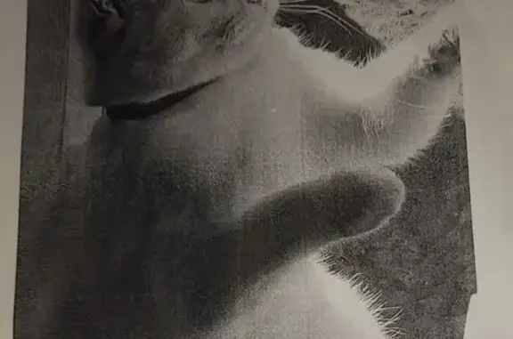 Пропала белая кошка, Тракторная 37, Саратов