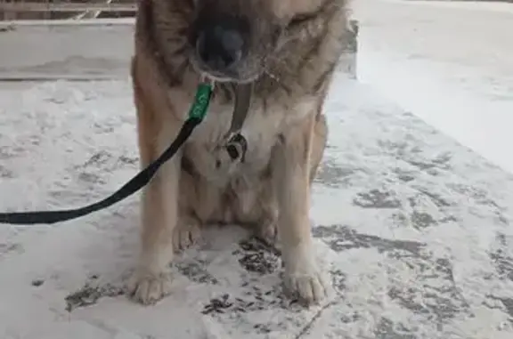 Найдена собака, Копейск, фото: Собака найдена в Копейске, Челябинск