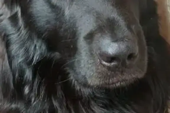 Пропала коричневая собака, Центр. ул. 54