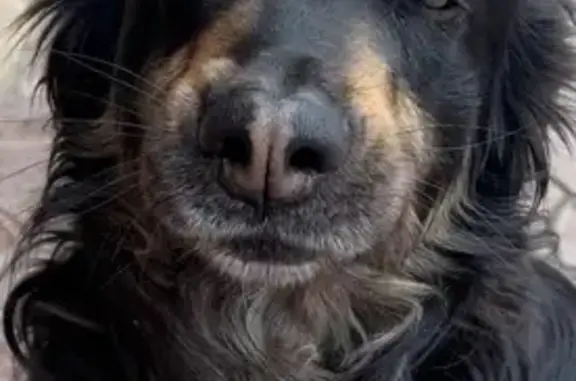 Пропала собака в Ямкино, ул. 1-я Московская