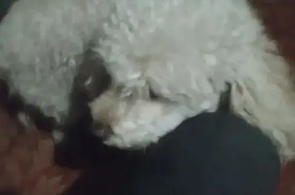 Найден пудель, ул. Красной Зве...