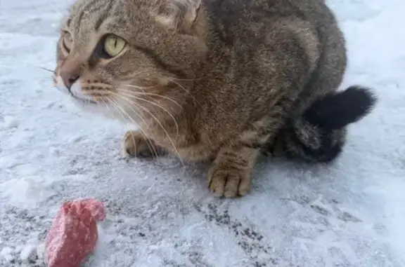 Найденные животные Оренбург, фото: Кошка найдена: Карагандинская 37Б, Оренбург