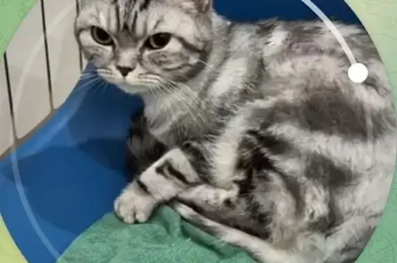 Найдена кошка, Туймазы, фото: Кошка найдена на ул. Мичурина, 20Б