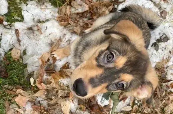 Собаки потеряшки, Омск, фото: Потеряшка собака, Омск, Омская область