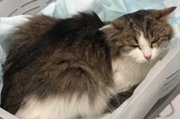 Найдена кошка, Казань, фото: Найдена кошка, ул. Фатыха Амирхана, Казань