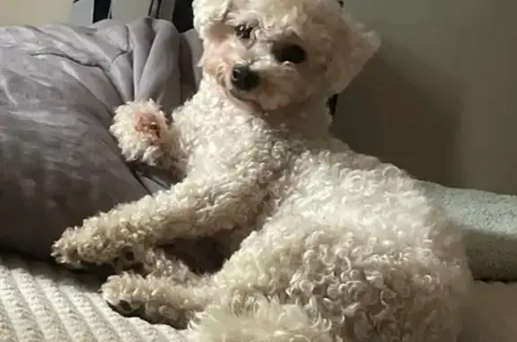 Пропала болонка, Ягодная ул. 27, Краснодар